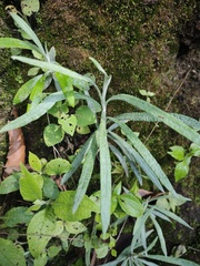 Senecio cinerarioides