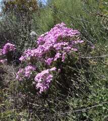 Linanthus californicus