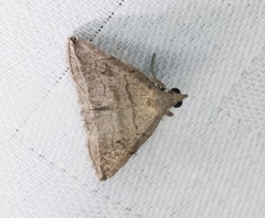 Lysimelia neleusalis