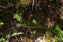 Chaerophyllum involucratum