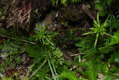 Chaerophyllum involucratum