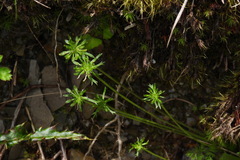 Chaerophyllum involucratum