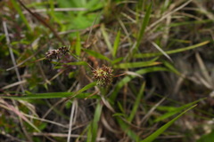 Luzula taiwaniana