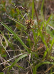 Luzula taiwaniana