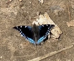 Charaxes guderiana guderiana