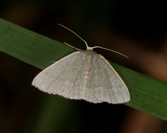 Microloxia chlorissodes