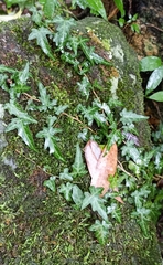 Hedera nepalensis