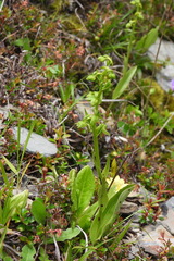 Platanthera mandarinorum