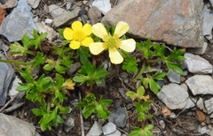 Ranunculus formosa-montanus