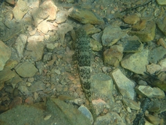 Glossogobius