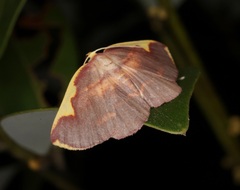 Nothomiza flavicosta