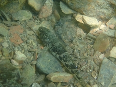 Glossogobius