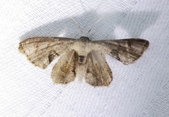 Phazaca leucocera