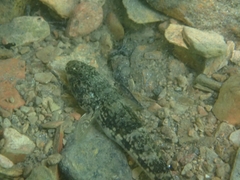 Glossogobius