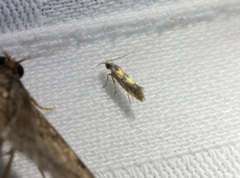 Promalactis lobatifera