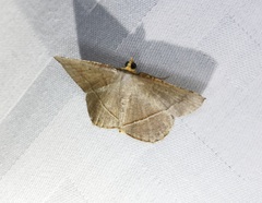 Plesiomorpha flaviceps