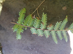 Arthropteris orientalis