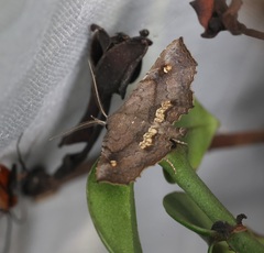 Throana pectinifer