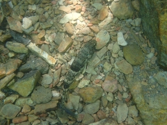 Glossogobius