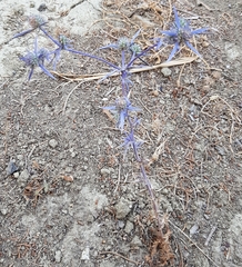 Eryngium amethystinum