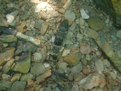Glossogobius