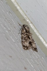Acronicta fragilis