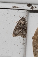 Acronicta fragilis