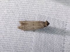 Copamyntis leptocosma