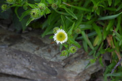 Erigeron morrisonensis