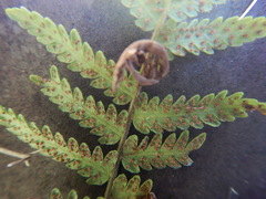 Arthropteris orientalis