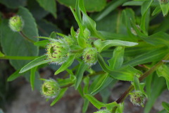 Erigeron morrisonensis
