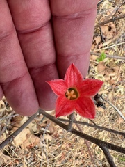 Brachychiton vitifolius