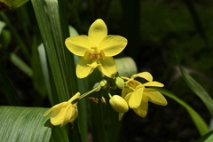 Spathoglottis kimballiana