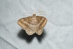Chiasmia fidoniata