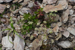 Pimpinella niitakayamensis