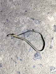 Hebius craspedogaster