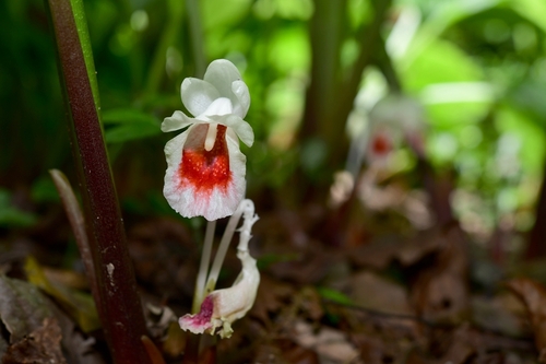 Indo-China Fingerroot (Boesenbergia kingii)