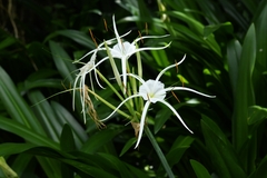 Hymenocallis speciosa