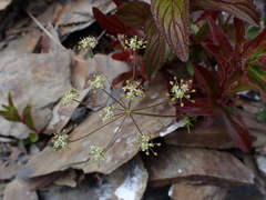 Pimpinella niitakayamensis