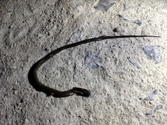 Hebius craspedogaster