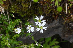 Cerastium morrisonense