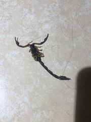 Centruroides gracilis