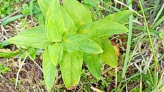 Hypericum foliosum