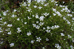 Cerastium morrisonense