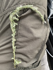 Artemisia sericea