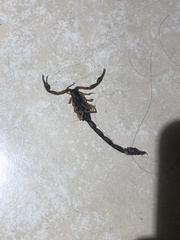 Centruroides gracilis