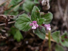 Clinopodium laxiflorum