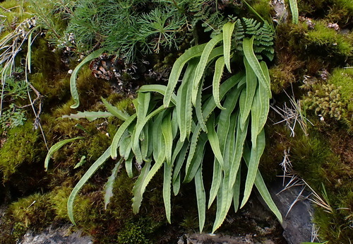 Lepisorus clathratus iNat (2)