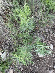 Lupinus sierrae-blancae