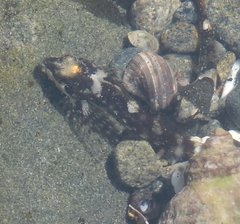 Clinocottus acuticeps